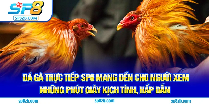 Đá gà trực tiếp Sp8 mang đến cho người xem những phút giây kịch tính, hấp dẫn