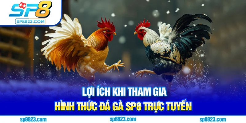 Lợi ích khi tham gia hình thức đá gà Sp8 trực tuyến 